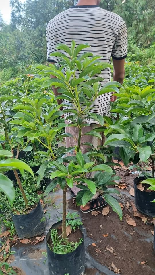 Bibit Alpukat Jumbo super