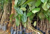 Bibit kopi robusta dan arabika