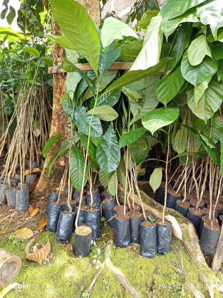 Bibit kopi robusta dan arabika