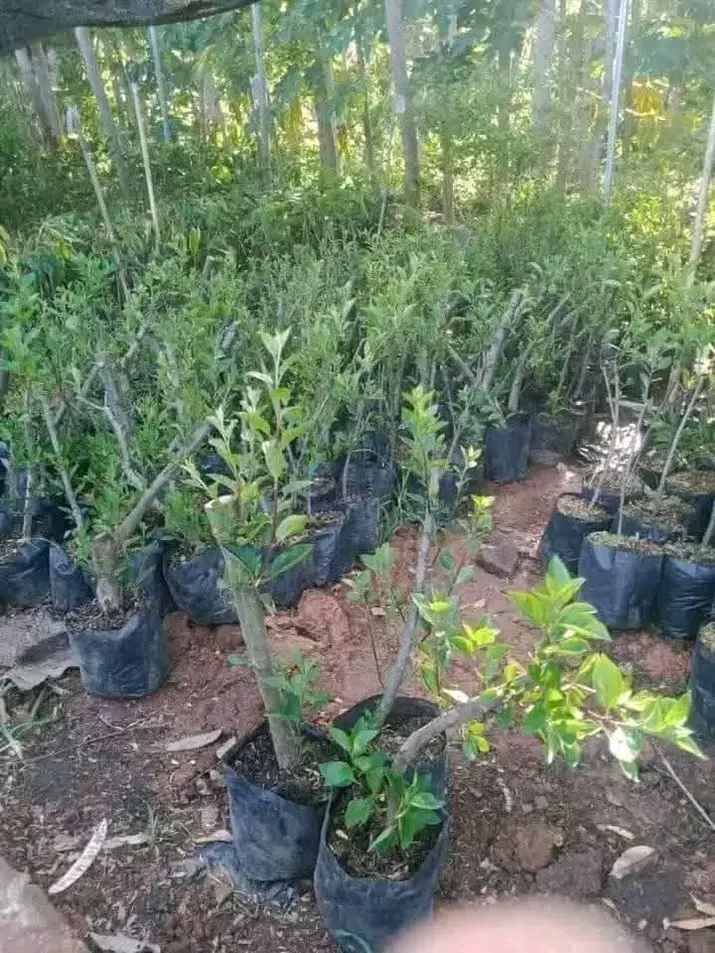 Bibit apel merah cangkok super