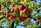 Bibit apel merah cangkok super
