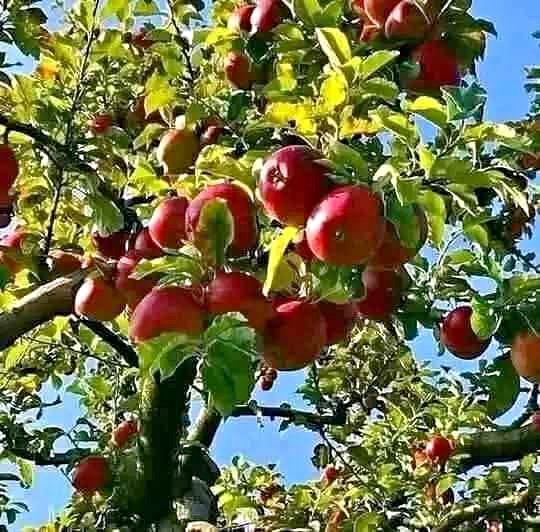 Bibit apel merah cangkok super