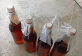 Madu kampung dari sarang nya