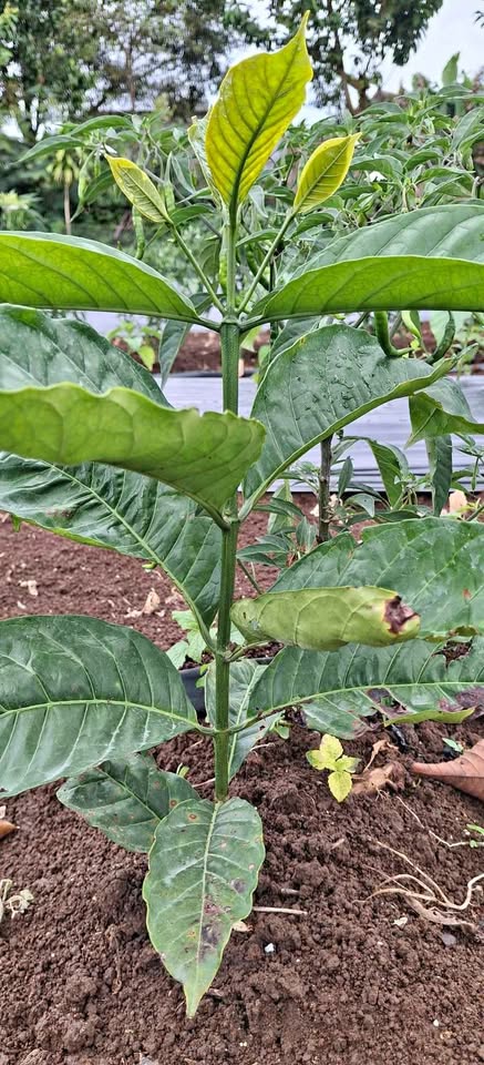 Bibit kopi super siap tanam