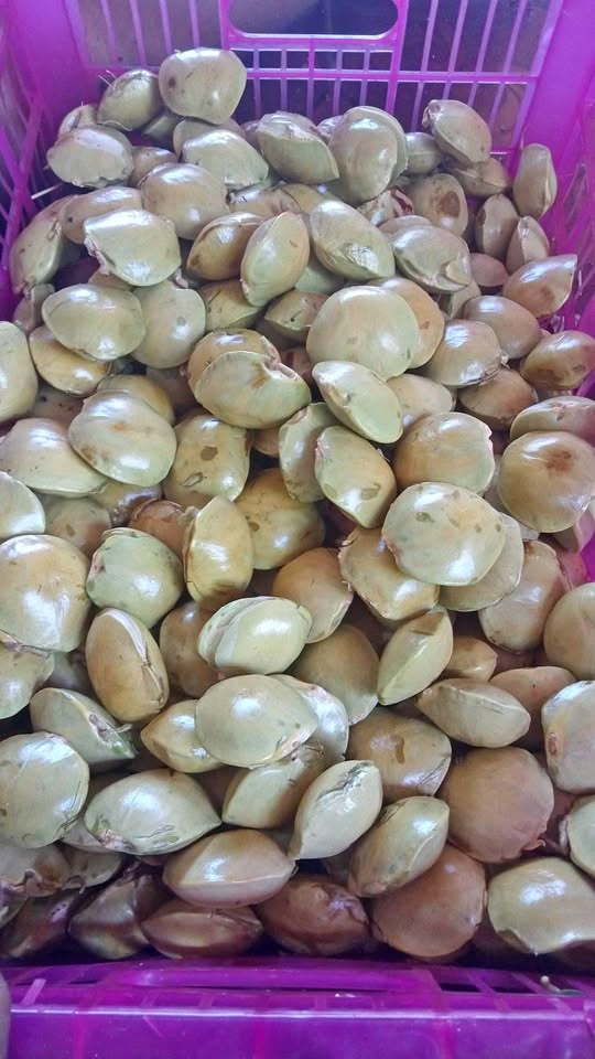 Jengkol bersih siap olah Tidak bau