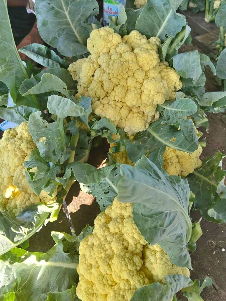 kembang kol segar fresh panen setiap hari