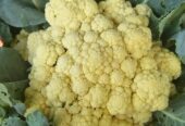 kembang kol segar fresh panen setiap hari