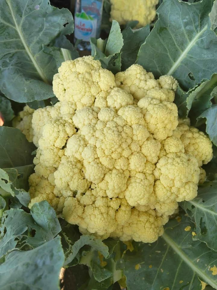 kembang kol segar fresh panen setiap hari