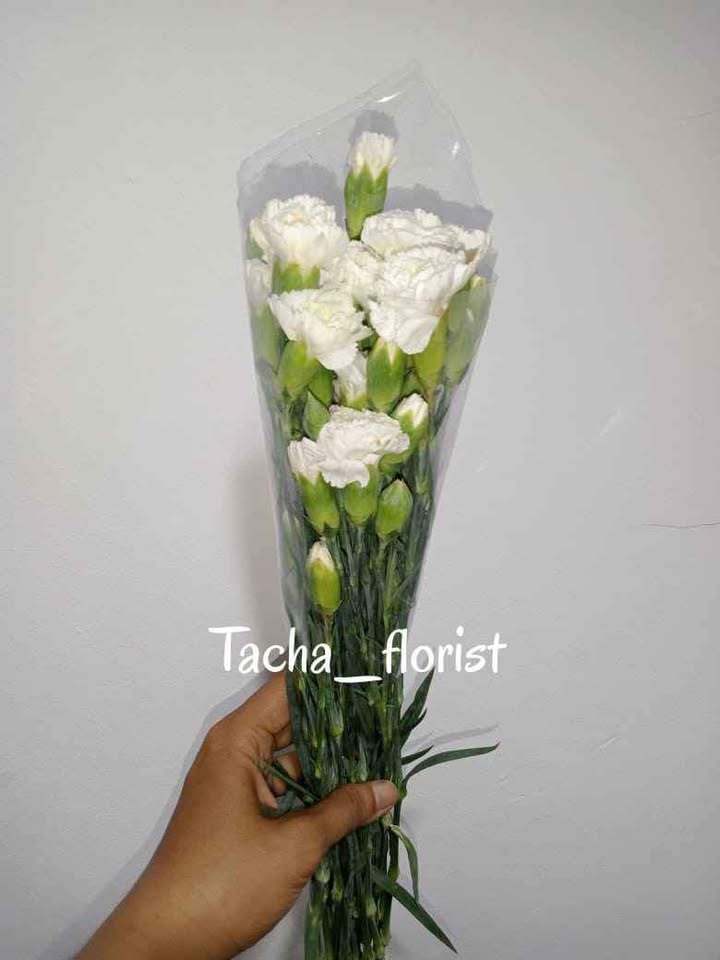 Bunga carnation fresh mekar