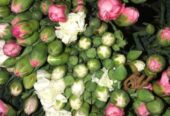 Bunga carnation fresh mekar