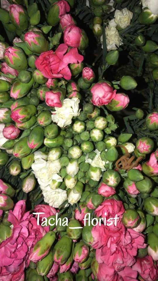 Bunga carnation fresh mekar