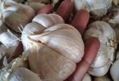 Bawang putih super dan sudah kering