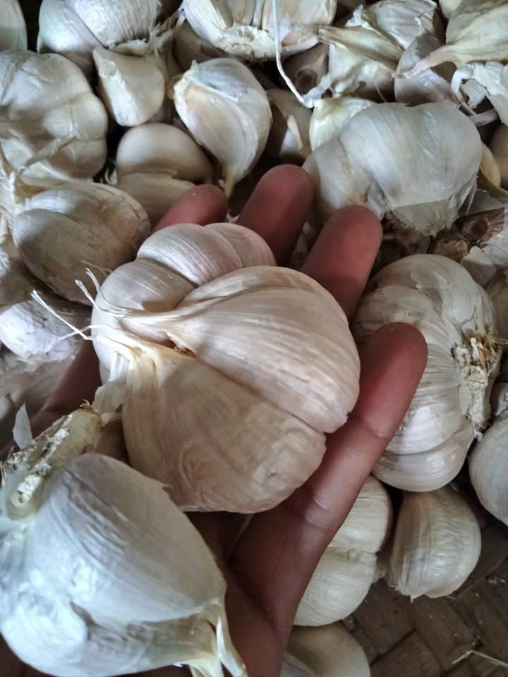 Bawang putih super dan sudah kering