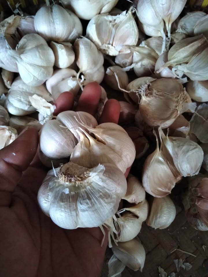 Bawang putih super dan sudah kering