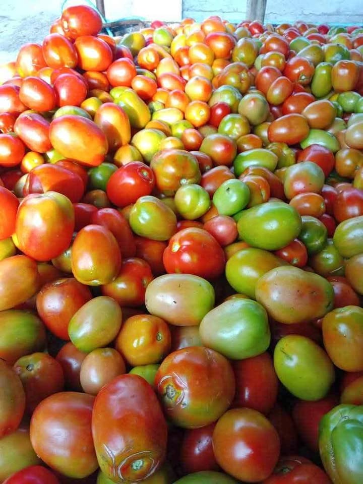 Tomat fresh glowing mulus