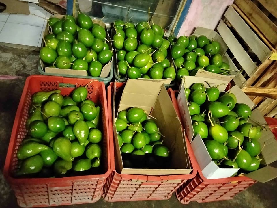 Alpukat Miki fresh daging tebal