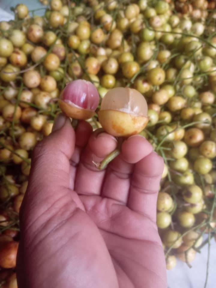 Buah langka bencoy/Menteng