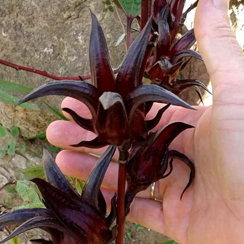 Bunga rosela ungu kering asli 500gram