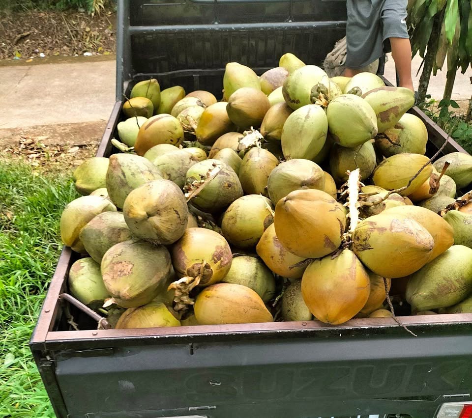 Kelapa muda (Dugan) super