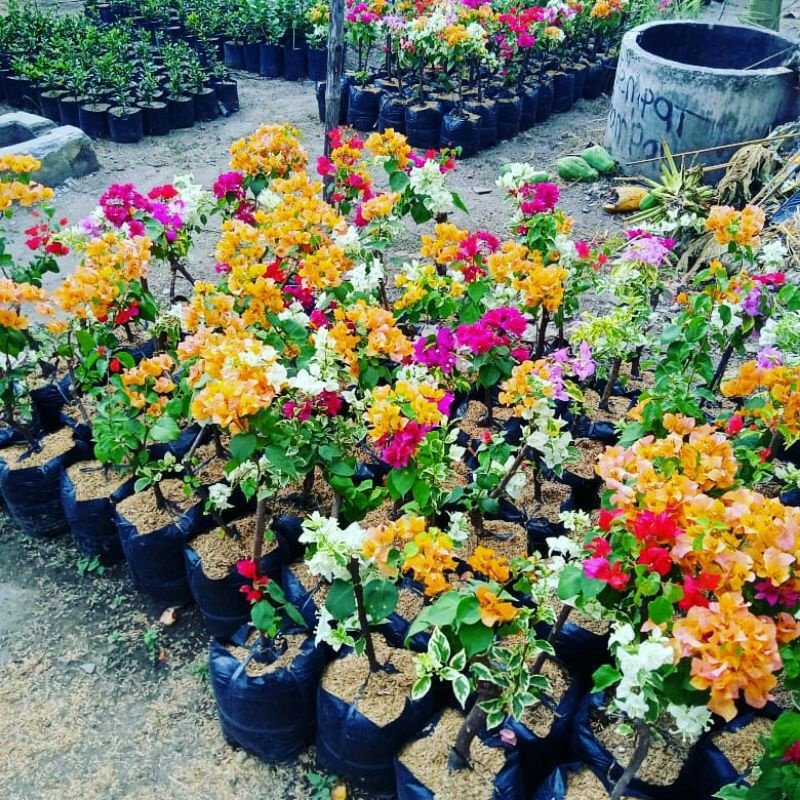 Bibit Bunga Bougenville Aneka Warna Kualitas Premium