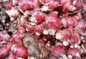 Open order jahe merah dan jahe emprit