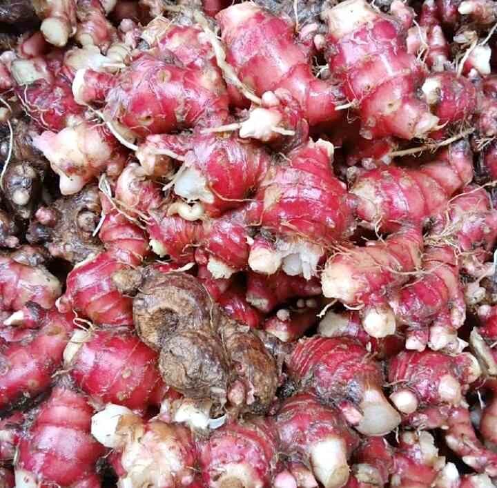 Open order jahe merah dan jahe emprit
