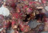 Open order jahe merah dan jahe emprit