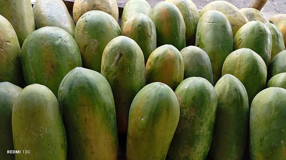 Pepaya CALIFORNIA buah segar