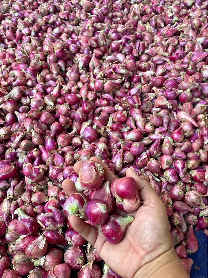 Bawang kering super dijamin