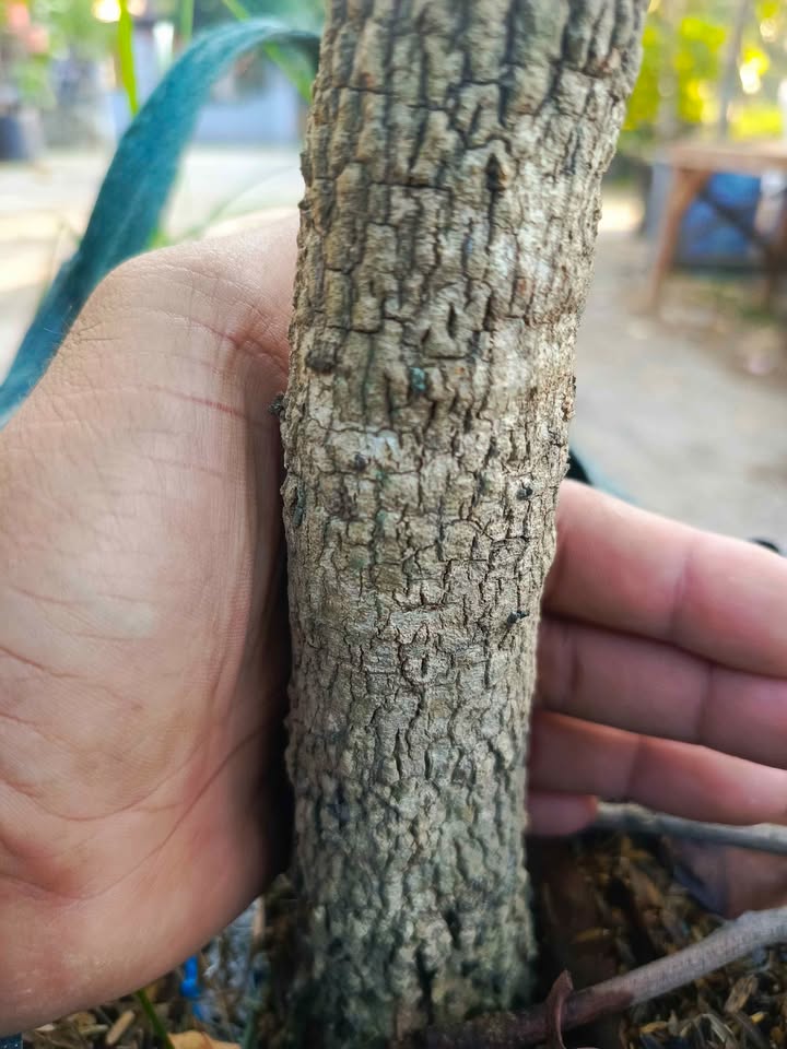 Pohon kelengkeng BONSAI DIAMOND RIVERS