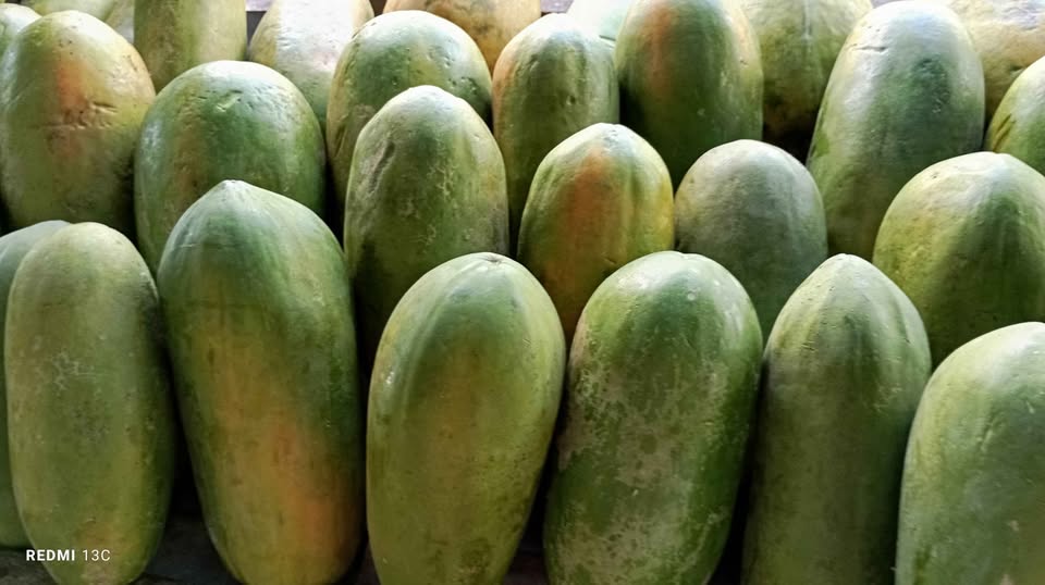 Pepaya CALIFORNIA buah segar