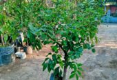 Pohon kelengkeng BONSAI DIAMOND RIVERS