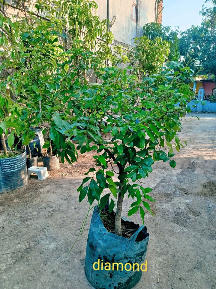 Pohon kelengkeng BONSAI DIAMOND RIVERS