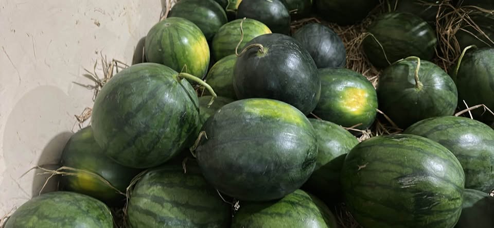 Semangka tanpa biji merah