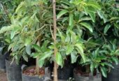 Alpukat mentega kokoh kuat