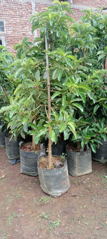 Alpukat mentega kokoh kuat