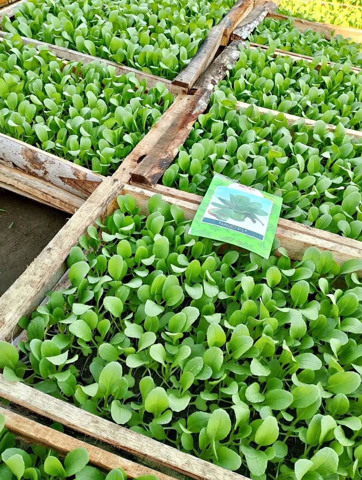 Bibit sawi daging nauli F1