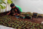 Jasa Pembuatan Dan Penataan Taman Minimalis