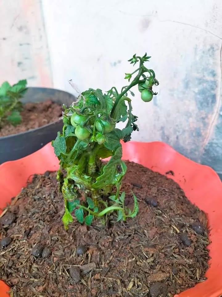 Bibit Tomat cherry super Limited Stok