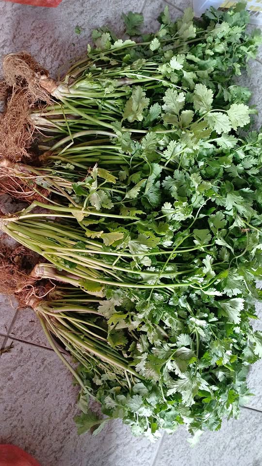 Ready Daun ketumbar segar organik