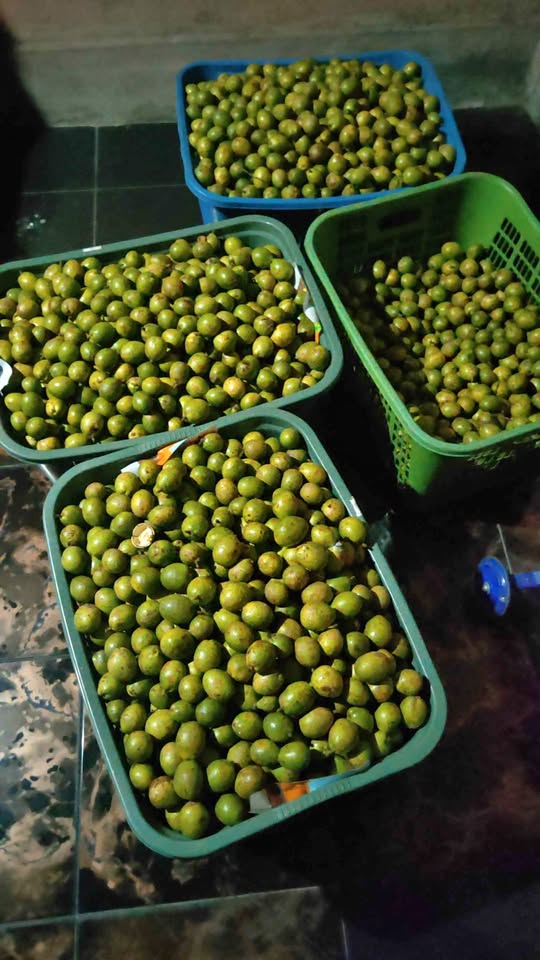 Buah Matoa kering super fresh