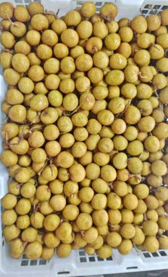 Promo kelengkeng fresh jumbo