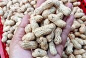 Kacang tanah lokal dijamin kualitas no satu