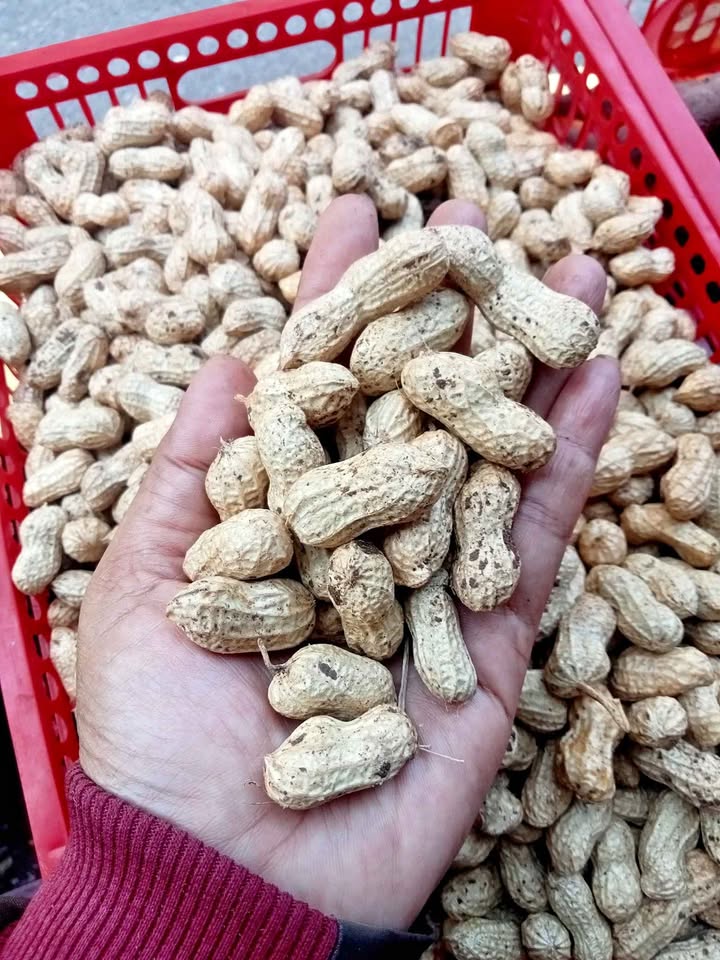 Kacang tanah lokal dijamin kualitas no satu