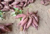 Telo ungu dan telo madu fresh