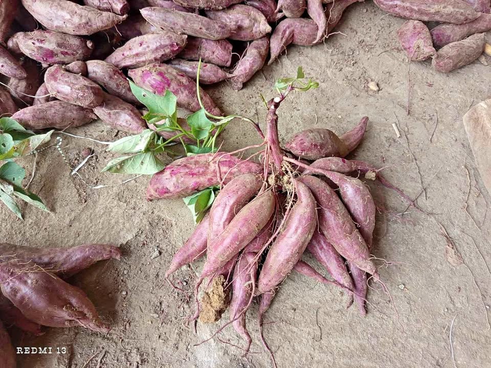 Telo ungu dan telo madu fresh