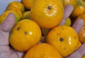 Jeruk fresh juicy manis murah