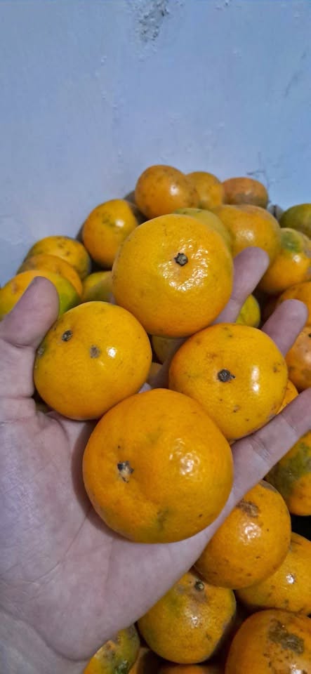 Jeruk fresh juicy manis murah