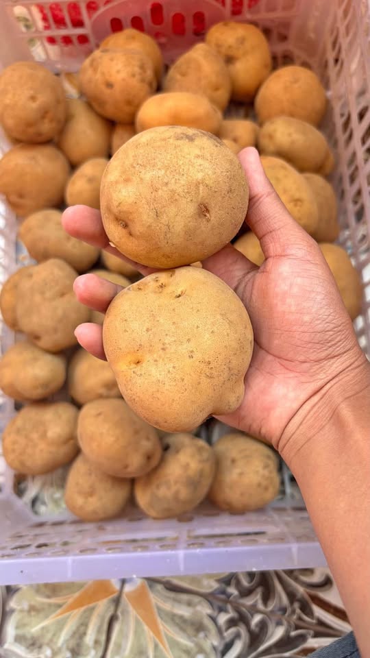 Ready kentang bromo kentang kuning