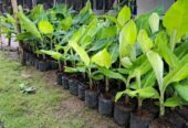 Bibit Pisang Kualitas Unggul 👉 Ecer Dan Grosir